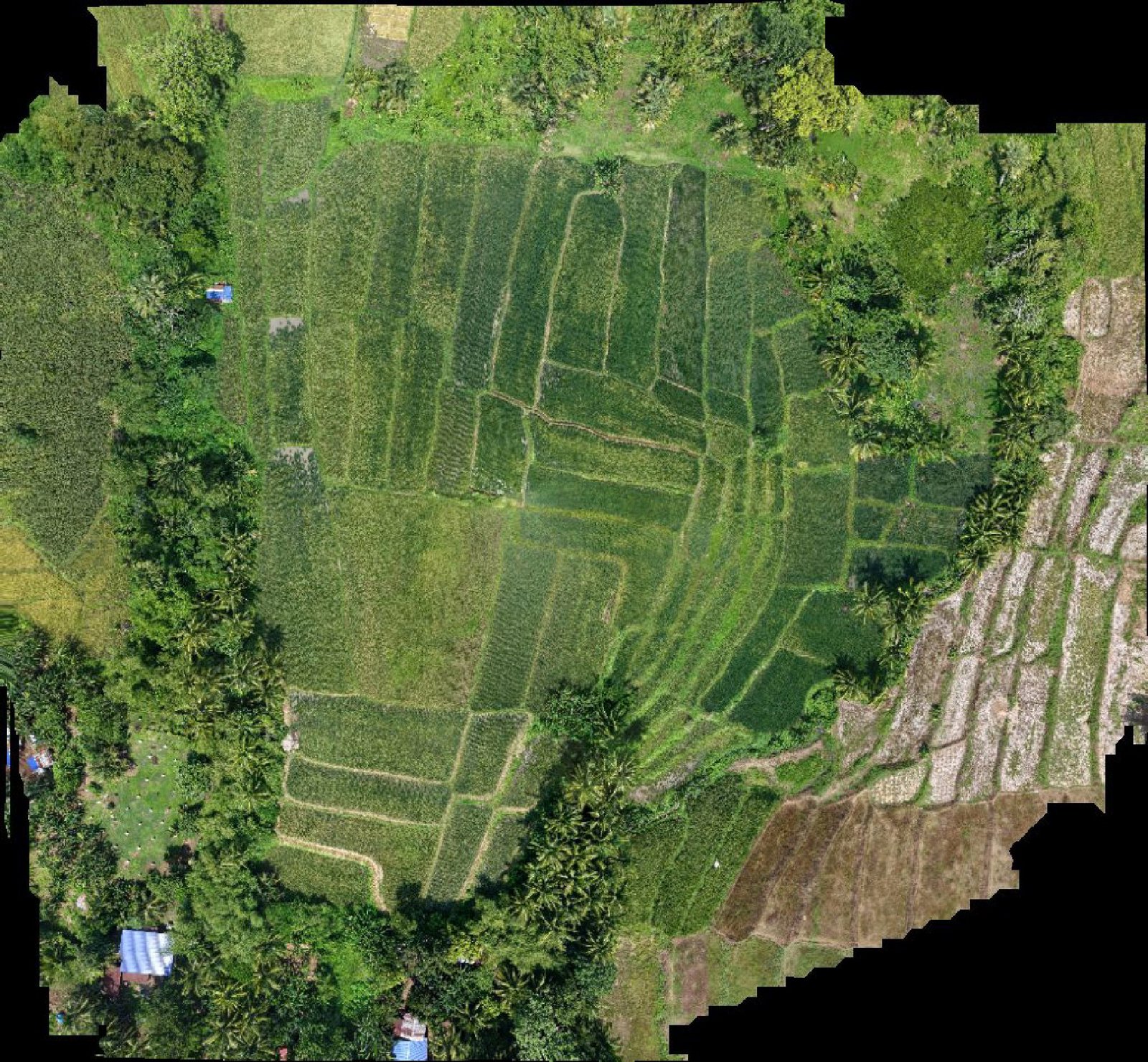 Reviewed orthomosaic preview — City of Tayabas drone capture · AD-5FFD294C